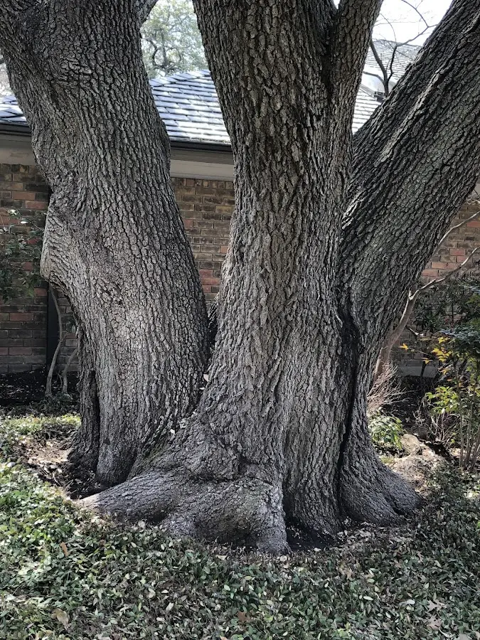 Mature heritage tree close to a Middletown property cared for by certified arborists